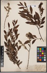 Foto von Salix aurita L. x Salix silesiaca Willd.